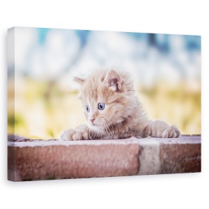 Tablou canvas - Pisica, Dragut, Animal, 60 x 90 cm