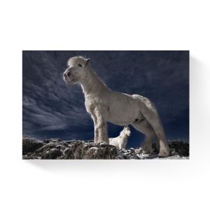 Tablou Canvas - Ponei alb, Animal, Stanca, 80 x 120 cm