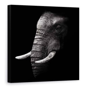 Tablou Canvas - Portret, Elefant, Animal, Intuneric, Trunchi, Experienta, 60 x 60 cm