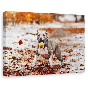 Tablou canvas - Prinde Mingea, Animal, Caine, Pet, Actiune, 60 x 90 cm