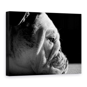 Tablou canvas - Printre Riduri, Caine, Pet, Animale De Companie, Canin, Bulldog, 60 x 80 cm