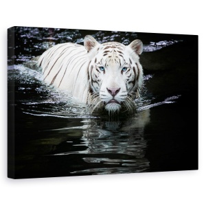Tablou canvas - Privind la mine, privind la tine, Animal, Tigru, Scaldat, Apa, 80 x 120 cm