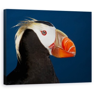 Tablou canvas - Puffin Smocuri, Salbatic, St Paul, Insula, Rusia, 60 x 75 cm