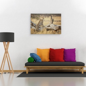 Tablou canvas - Puternic, Ghepard, Campii, Africa, Kenya, Vanatoare, Dimineata, 60 x 90 cm - Img 2