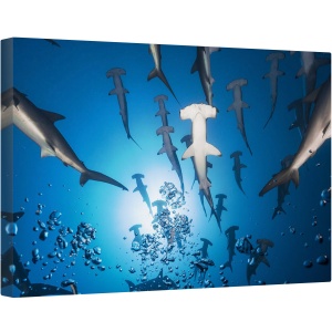 Tablou canvas - Rechinul Ciocan, Rechin, Sub Apa, Ciocan, Fauna, Scufundare, Scufundari, 80 x 120 cm