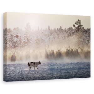 Tablou canvas - Reni - Nordul Rusiei, Animale, Iarna, 80 x 120 cm