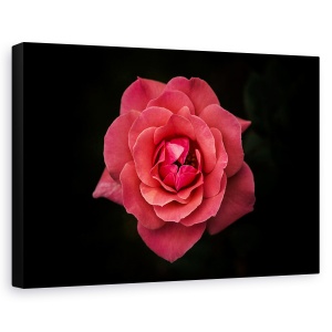 Tablou canvas - Simplitatea Este Frumusete, Trandafir, Floare, Rosu, Negru, Petale, 40 x 60 cm
