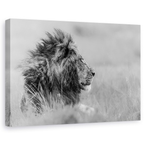 Tablou canvas - Singuratatea regelui, Nature, Animale Salbatice, Pradator, Puternic, 80 x 120 cm
