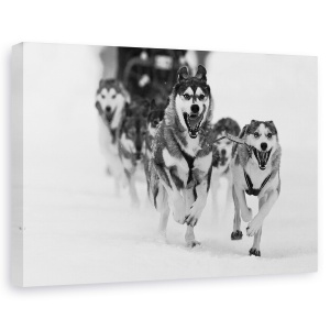 Tablou canvas - Sleddog Distractiv, Caine, Caini, Fuga, Fuga, Sanie, 60 x 90 cm