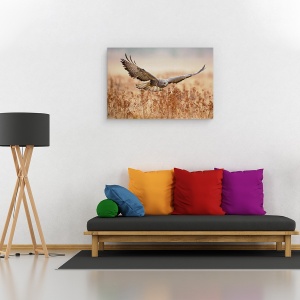 Tablou canvas - Soim, soarece, Vultur, Camp, Aripi, Zbor, Zbor, 40 x 60 cm - Img 2
