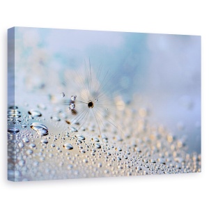 Tablou canvas - Tarare, Macro, Pana, Pene, Seminte, Seminte, 40 x 60 cm