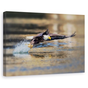 Tablou canvas - Trageti, Vultur, Pasare, Salbatic, Prinde, Peste, 60 x 90 cm
