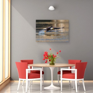 Tablou canvas - Trageti, Vultur, Pasare, Salbatic, Prinde, Peste, 60 x 90 cm - Img 4