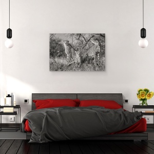 Tablou canvas - Trei Pisici, Natura, Salbatic, Animal, Ghepard, 60 x 90 cm - Img 3