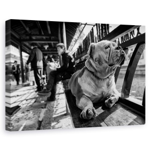 Tablou canvas - Trist, Caine, Pet, Strada, Alb-Negru, Banca, 60 x 90 cm