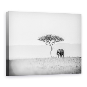 Tablou canvas - Umbrela, Elefant, Salbatic, Natura, Kenya, Alb-Negru, 75 x 100 cm