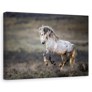 Tablou canvas - Vestul Salbatic, Animal, Cal, Alergare, Galop, 80 x 120 cm