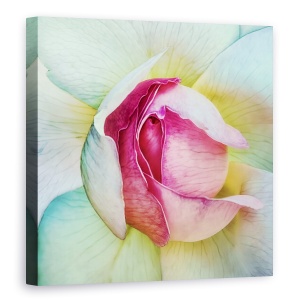 Tablou canvas - Viata In Roz, Floare, Trandafir, Petala, 60 x 60 cm