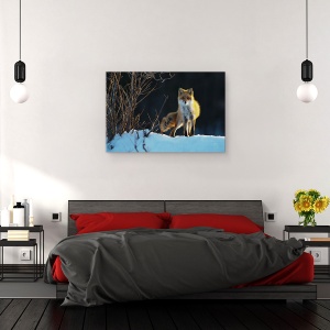 Tablou canvas - Vulpe Rosie, Japonia, Hokkaido, Iarna, Vulpe, Vulpe Rosie, 60 x 90 cm - Img 3