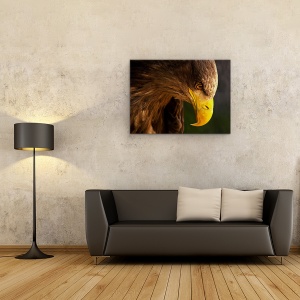 Tablou canvas - Vultur Urmarindu-Si Prada, Cioc, Ochi, Salbatic, 60 x 80 cm - Img 2