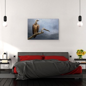 Tablou canvas - Vulturul, Africa, Aviara, Pasare, Pelerina, Natura, 60 x 90 cm - Img 3