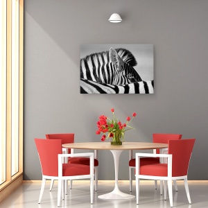 Tablou canvas - Zebra Curioasa, Etosha, Salbatic, Natura, 60 x 90 cm - Img 4