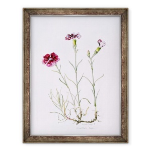 Tablou inramat - Alison Cooper - Dianthus Speranta, 60 x 80 cm