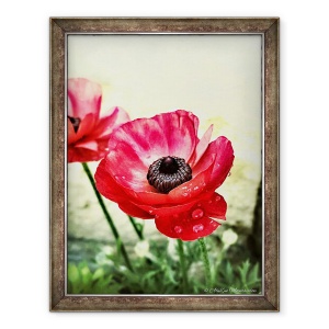 Tablou inramat - AlyZen Moonshadow - Anemone Rosii, 2013, 70 x 90 cm