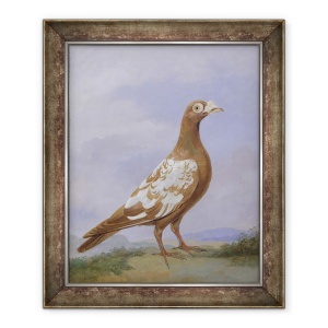 Tablou inramat - D. Wolstenholme the Younger - Porumbelul Rosu Pied, 50 x 60 cm