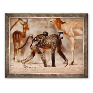 Tablou inramat - Eric Meyer - Babuini si Impala, 2019, 60 x 80 cm