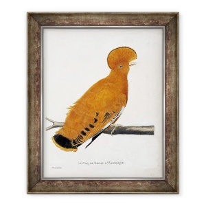 Tablou inramat - Francois Nicolas Martinet - Graficul zoologic ornitologie - Rooster american, 50 x 60 cm