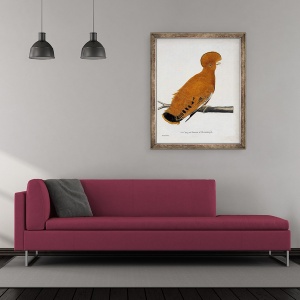 Tablou inramat - Francois Nicolas Martinet - Graficul zoologic ornitologie - Rooster american, 50 x 60 cm - Img 2