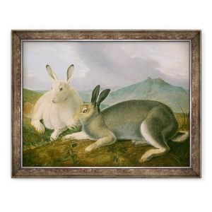 Tablou inramat - John James Audubon - Iepurele arctic, 70 x 90 cm