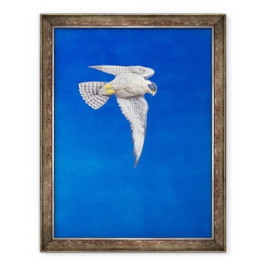 Tablou inramat - Tim Hayward - soimul Peregrine, 70 x 90 cm