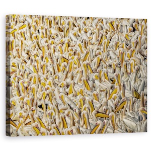 Tablou canvas - Aglomerat, Pelicani, Aviara, Natura, Pasari, Salbatic, 60 x 75 cm