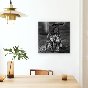 Tablou canvas - Alb-Negru, Pisici, Alb-Negru, Pet, Animale, 90 x 90 cm - Img 4