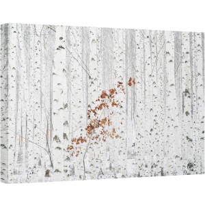 Tablou canvas - Alb, Peisaj, Mesteacan, Copac, Padure, 80 x 120 cm