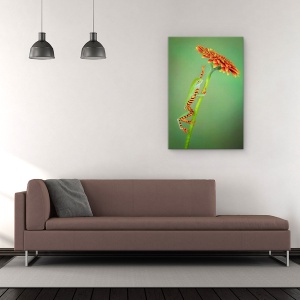 Tablou Canvas - Alpinist, Broasca, Urca, Floare, Gerbera, Animale, 80 x 120 cm - Img 2