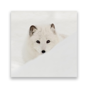 Tablou Canvas - Animal, Lup, Zapada, Iarna, Alb, 60 x 60 cm