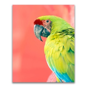 Tablou Canvas - Animal, Pasare, Papagal,Verde, 60 x 75 cm