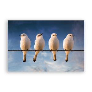 Tablou Canvas - Animal, Pasari, Creanga, Alb, 60 x 90 cm