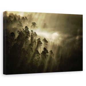Tablou canvas - Atmosfera, Tonifiat, Monocolor, Padure, Raze De Lumina, 40 x 60 cm