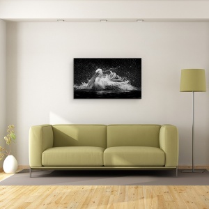 Tablou canvas - Baie, Pelican, Pasare, Baie, Apa, Alb-Negru, 50 x 80 cm - Img 2