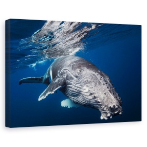 Tablou canvas - Balena Cu Cocoasa, Sub Apa, Scufundare, 60 x 90 cm