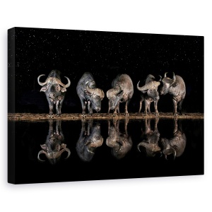 Tablou canvas - Bivoli Langa Apa In Noapte, Africa, Safari, 80 x 120 cm