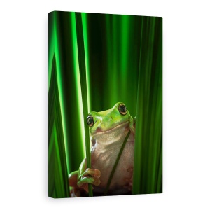 Tablou Canvas - Broasca Verde, Macro, Natura, Animale, Broasca, Iarba, 60 x 90 cm
