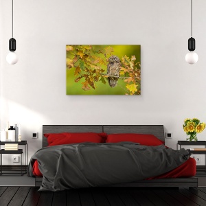 Tablou canvas - Bufnita, Bufnita, Stejar, Stejar, Copac, Ramura, 60 x 90 cm - Img 3