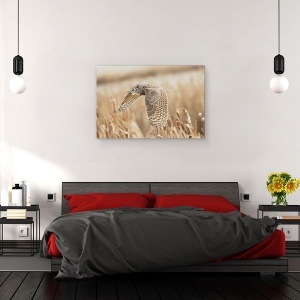 Tablou canvas - Bufnita Mare Cu Coarne, Parauri, Alberta, Canada, 60 x 90 cm - Img 3