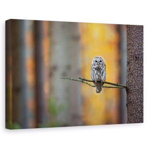 Tablou canvas - Bufnita Tawny, Copac, Ramura, Padure, Padure, 40 x 60 cm