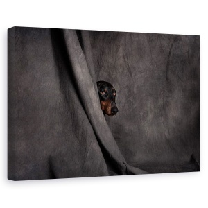 Tablou canvas - Ca Un Hot In Noapte, Studio, Teatru, Caine, Portret, Caini, 40 x 60 cm